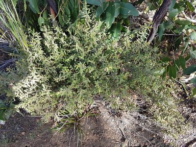 Thomasia petalocalyx, photographed by Peter Crowcroft
