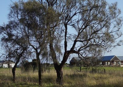 Allocasuarina verticillata, photographed by Rod Lowther
