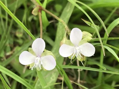 Murdannia loriformis, photographed by owl