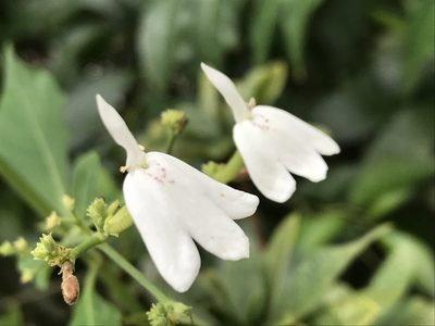 Rhinacanthus nasutus, photographed by owl