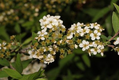 Spiraea prunifolia, photographed by Stephen James McWilliam