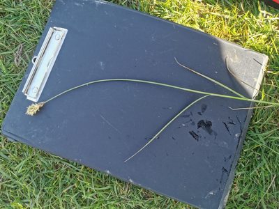 Carex disticha, photographed by Mark Pritchard