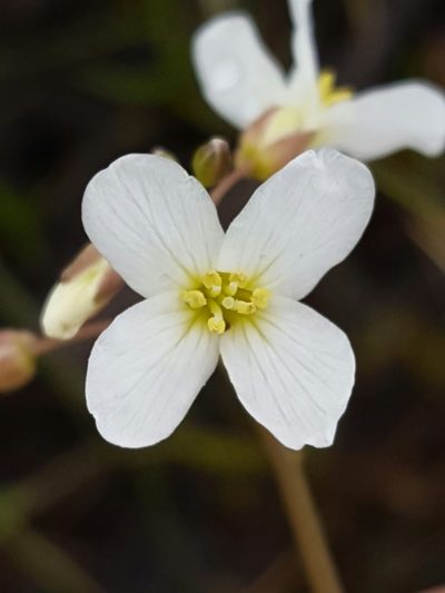 Cardamine penduliflora, photographed by Alex Abair