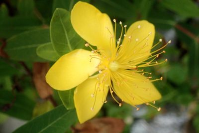Hypericum aethiopicum, photographed by Di Turner