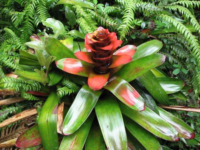 Guzmania gloriosa, photographed by Jason Grant