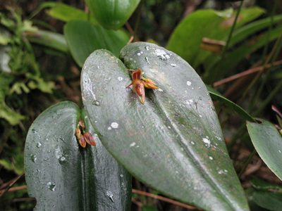 Pleurothallis coriacardia, photographed by Jason Grant