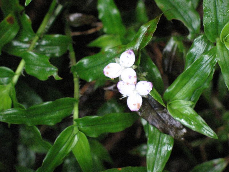 Elasis hirsuta, photographed by Jason Grant