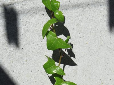 Senecio macroglossus, photographed by Jeremy Gilmore