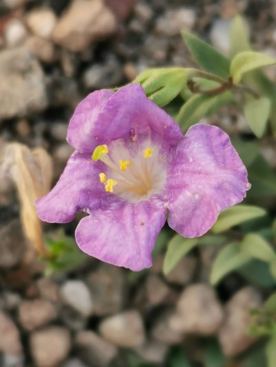 Bouchetia arniatera, photographed by Juan Carlos Pérez Magaña