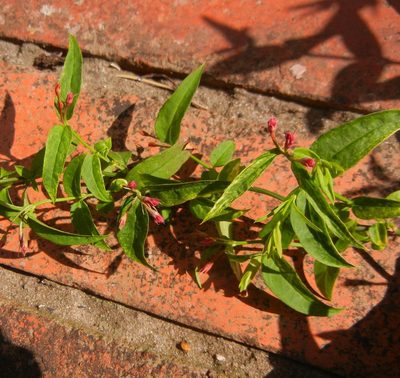 Jasminum beesianum, photographed by Jon Mortin
