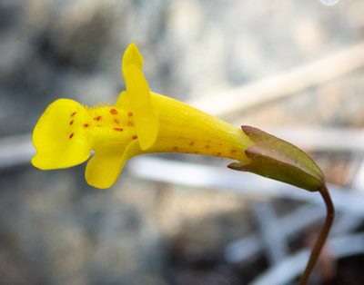 Erythranthe nudata, photographed by Don Loarie