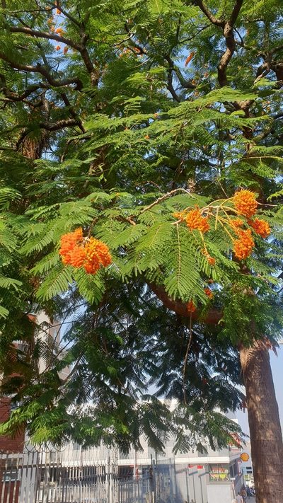 Colvillea racemosa, photographed by Aaliyah Motala