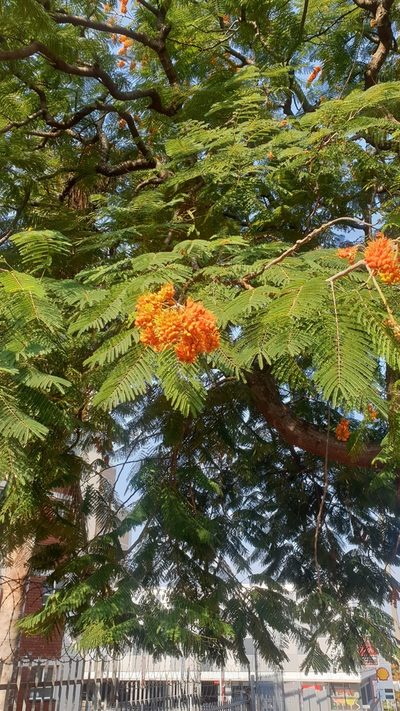 Colvillea racemosa, photographed by Aaliyah Motala