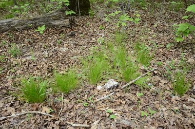 Trichophorum planifolium, photographed by Tyler Smith