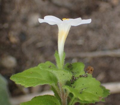 Chaenostoma cordatum, photographed by Nicola van Berkel