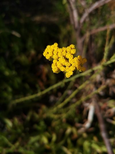 Athanasia juncea, photographed by Owen Wittridge