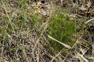 Trichophorum planifolium, photographed by Tyler Smith