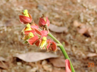 Euphorbia bracteata, photographed by Francisco Farriols Sarabia