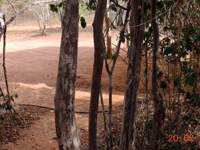 Psidium oligospermum, photographed by Francisco Farriols Sarabia