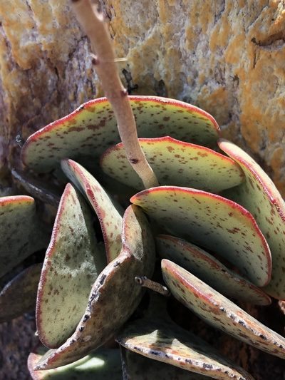 Adromischus inamoenus, photographed by Dave U