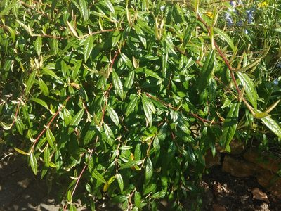 Cotoneaster salicifolius, photographed by SK53