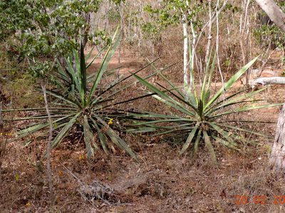Agave vivipara, photographed by Francisco Farriols Sarabia