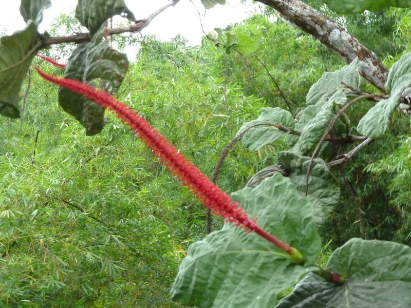 Coccoloba rugosa, photographed by obi-one