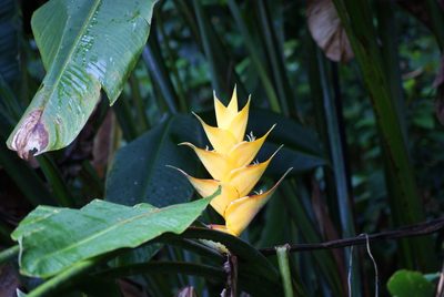 Heliconia caribaea, photographed by obi-one