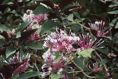 Clerodendrum quadriloculare, photographed by obi-one