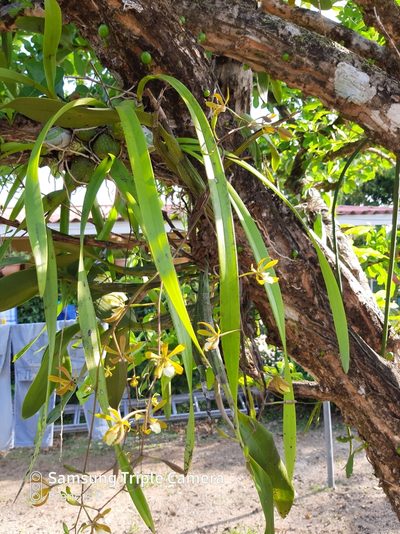 Encyclia stellata, photographed by Francis Pérez