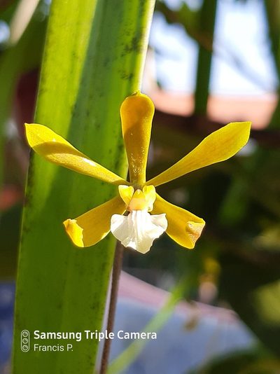 Encyclia stellata, photographed by Francis Pérez