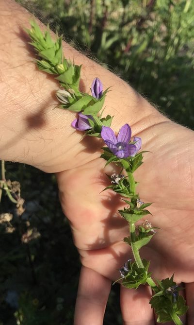 Triodanis texana, photographed by Northcut