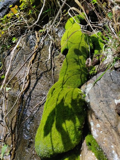Amphidium mougeotii, photographed by Nicola Faulks