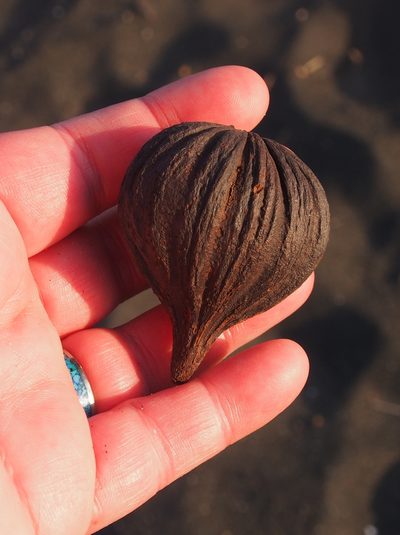 Pelliciera rhizophorae, photographed by Lena Struwe