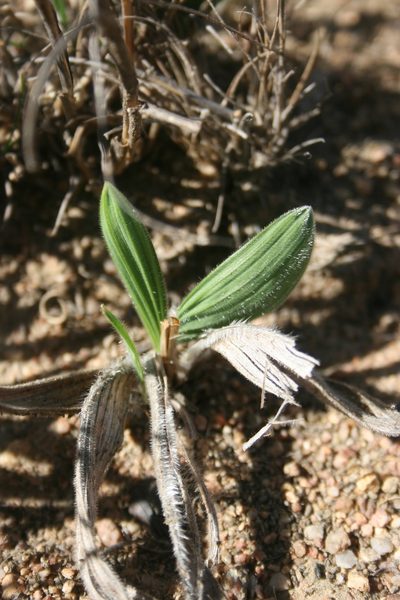 Babiana melanops, photographed by Jacques van der Merwe