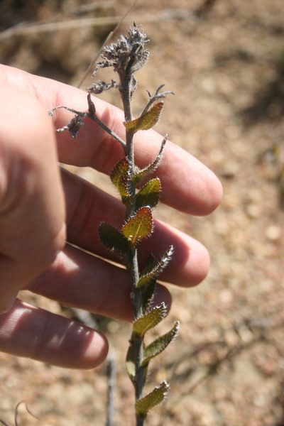 Lobostemon glaber, photographed by Jacques van der Merwe