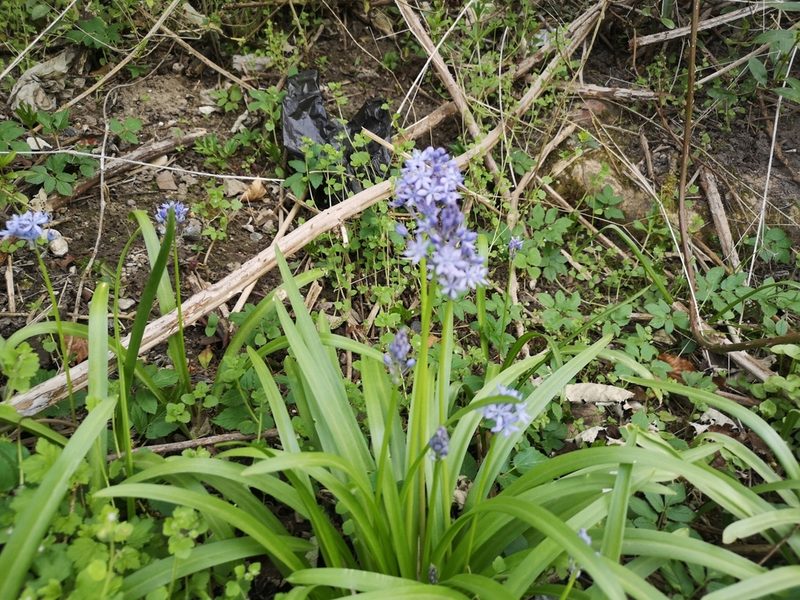 Hyacinthoides italica, photographed by Jens-Christian Svenning