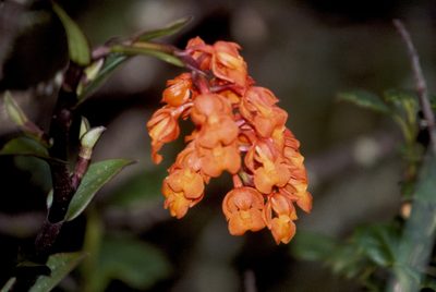 Epidendrum ardens, photographed by desertnaturalist