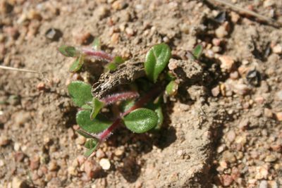 Tetragonia herbacea, photographed by Jacques van der Merwe