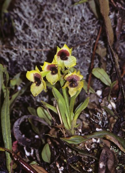 Telipogon antisuyuensis, photographed by desertnaturalist
