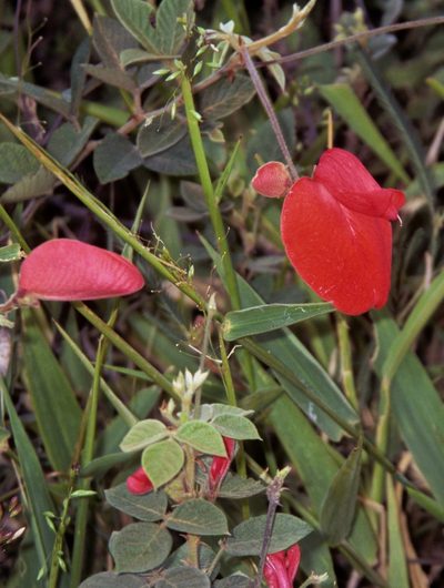 Periandra coccinea, photographed by desertnaturalist