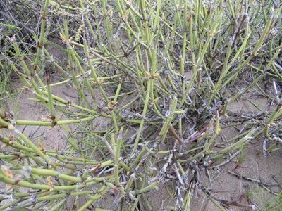 Ephedra ochreata, photographed by Leonel Roget