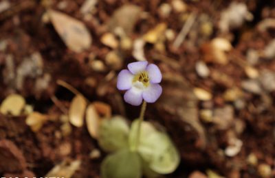 Pinguicula lilacina, photographed by Claudio Cantú Muñiz
