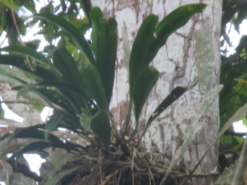 Anthurium gracile, photographed by Vincent A. Vos