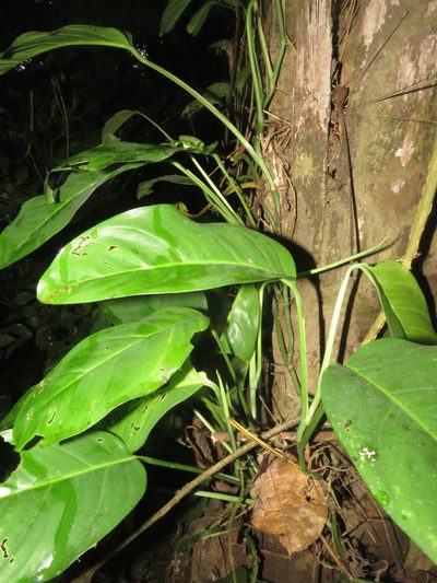 Monstera obliqua, photographed by Vincent A. Vos