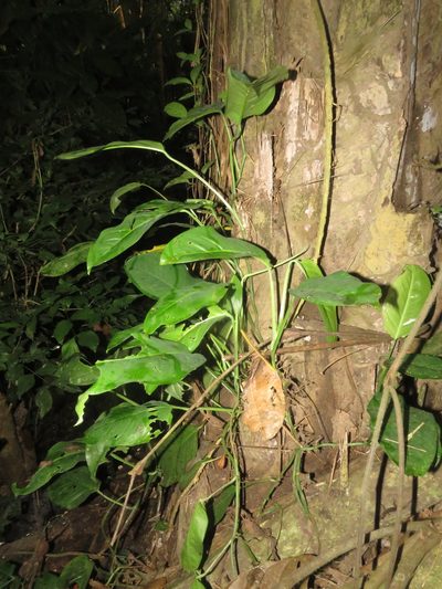 Monstera obliqua, photographed by Vincent A. Vos