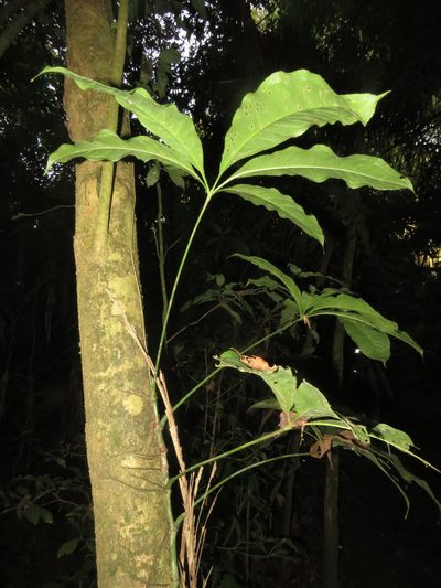 Anthurium pentaphyllum, photographed by Vincent A. Vos