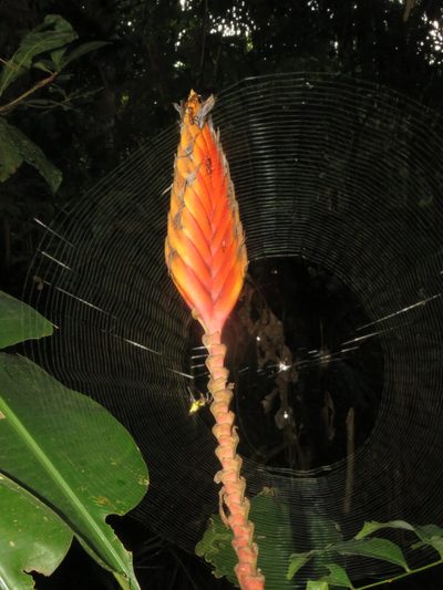 Heliconia episcopalis, photographed by Vincent A. Vos