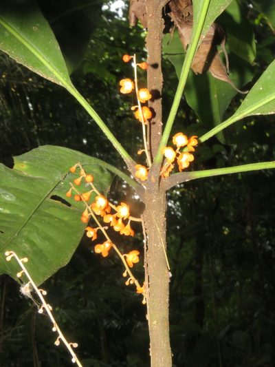 Clavija lancifolia, photographed by Vincent A. Vos
