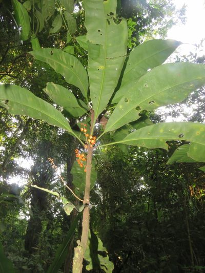 Clavija lancifolia, photographed by Vincent A. Vos